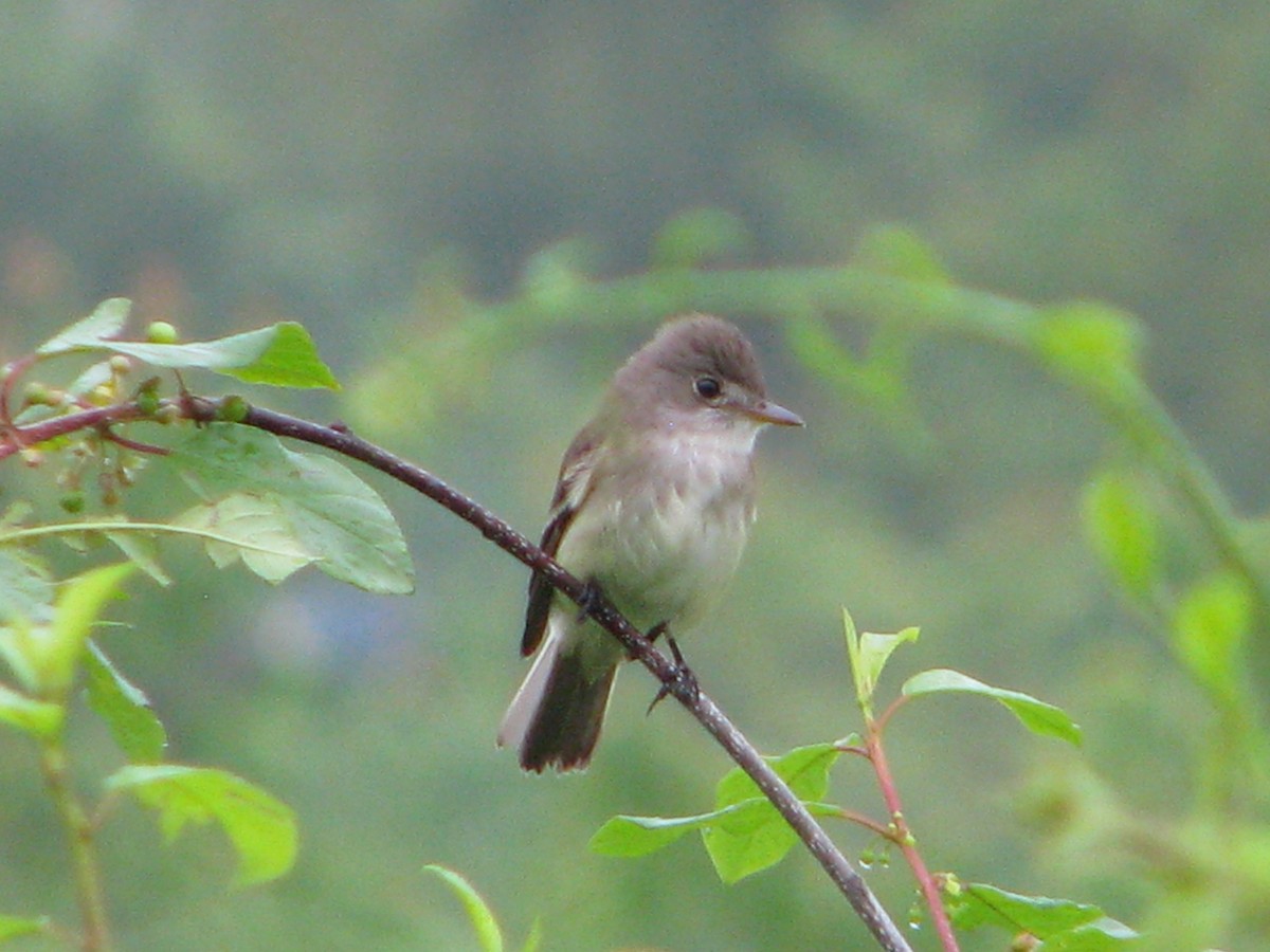 Willow Flycatcher - ML165159201