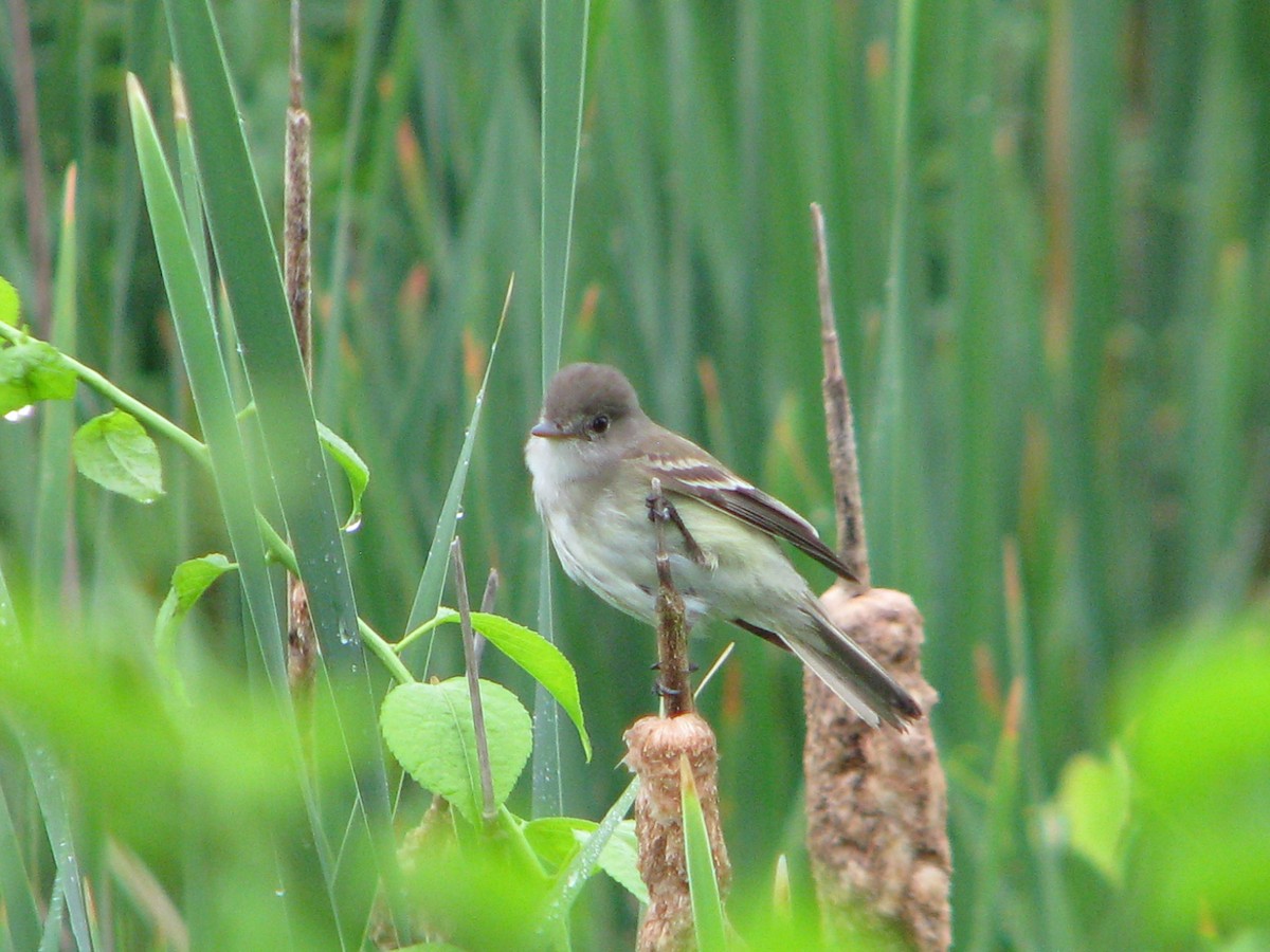 Willow Flycatcher - ML165159211