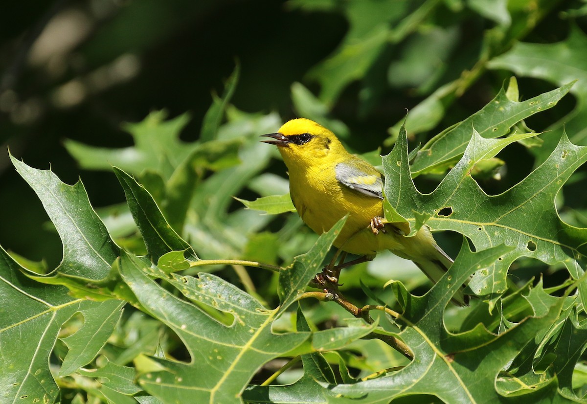 Golden-winged x Blue-winged Warbler (hybrid) - Alex Berryman