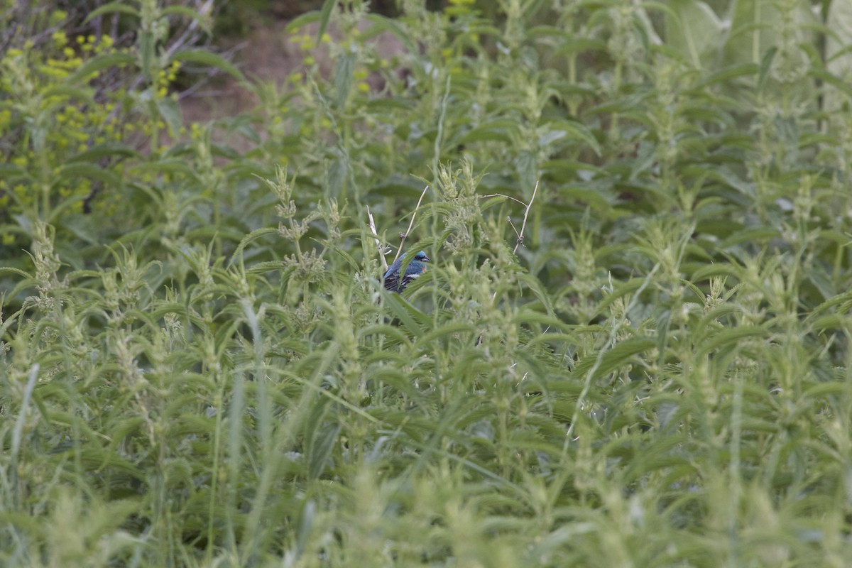 Lazuli Bunting - ML165161471