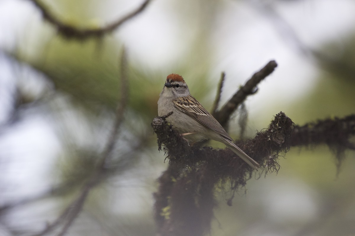 Chipping Sparrow - ML165162561