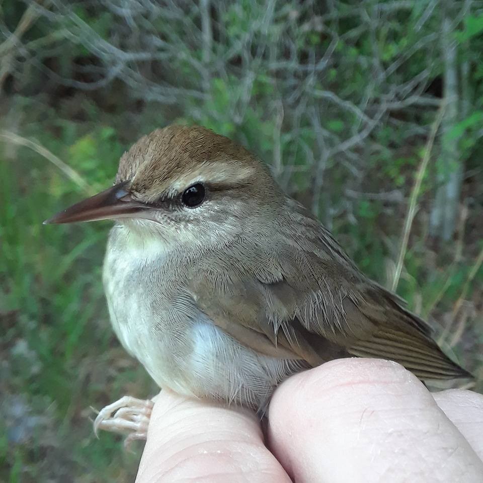 Swainson's Warbler - ML165165091