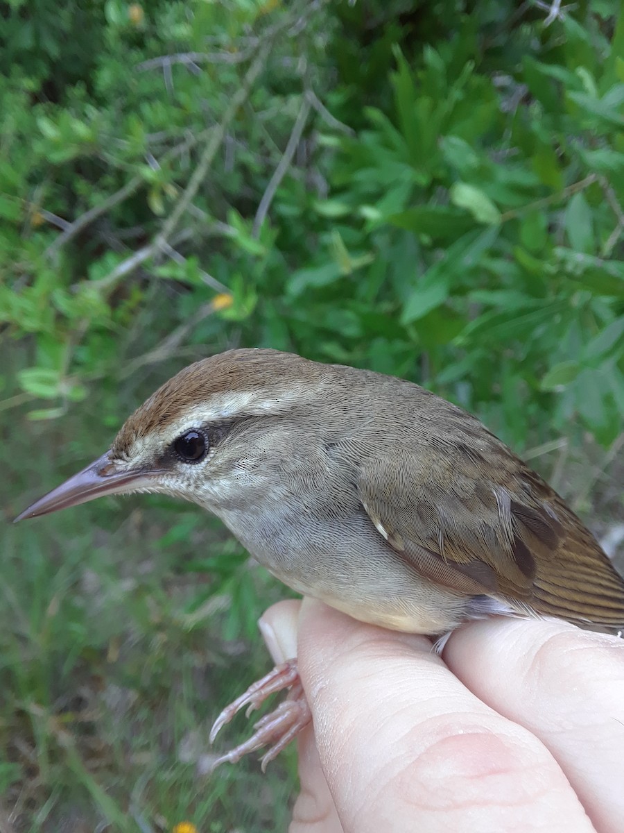 Swainson's Warbler - ML165165321