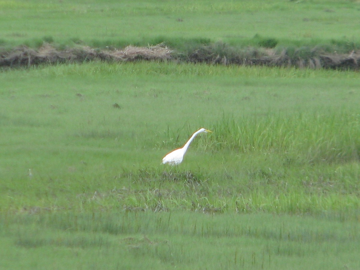 Great Egret - ML165166081