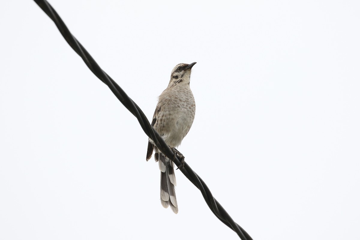 Long-tailed Mockingbird - ML165166401