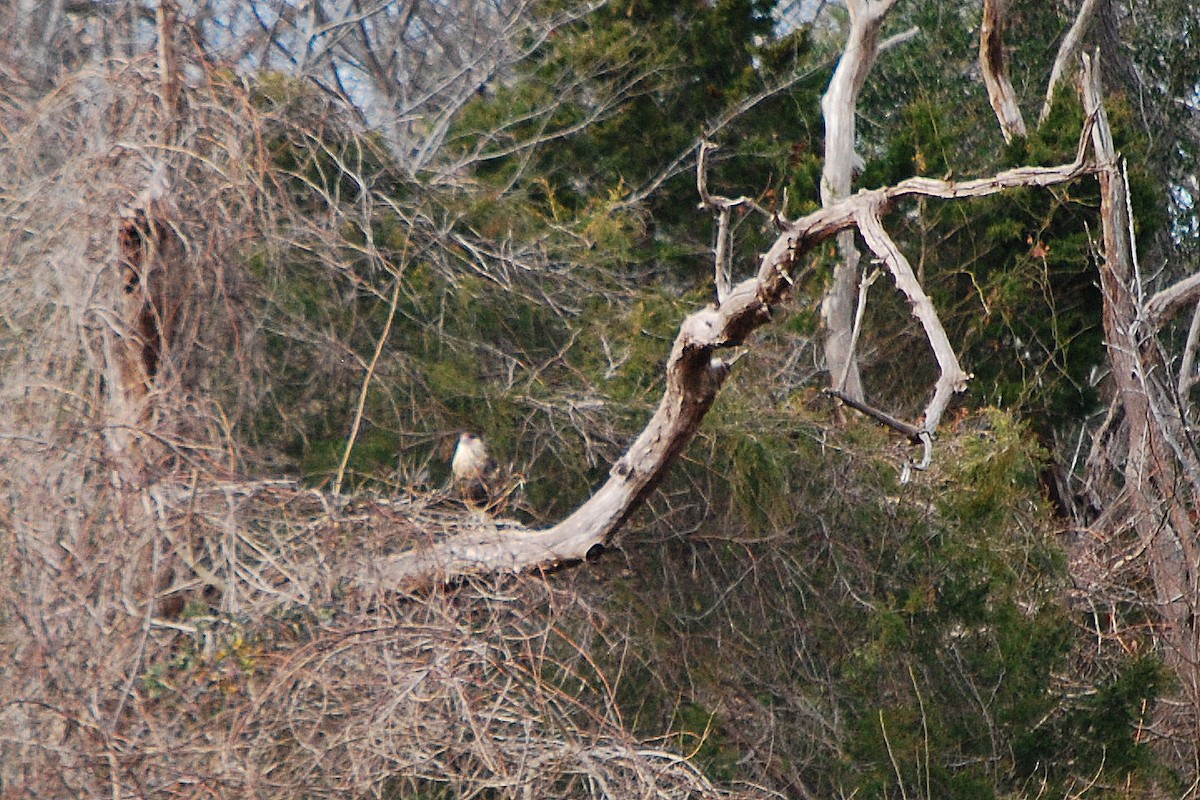 Crested Caracara (Northern) - ML165166521