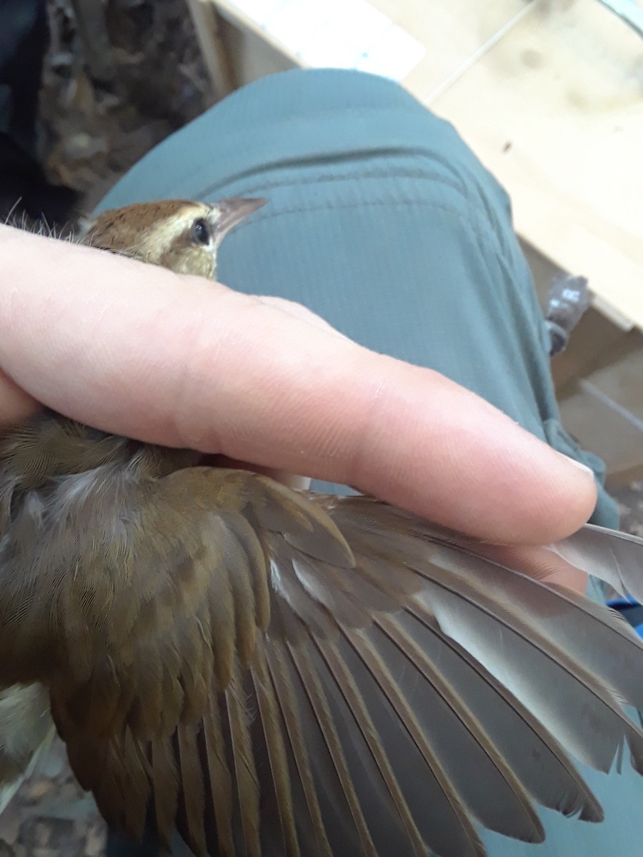Swainson's Warbler - ML165166611