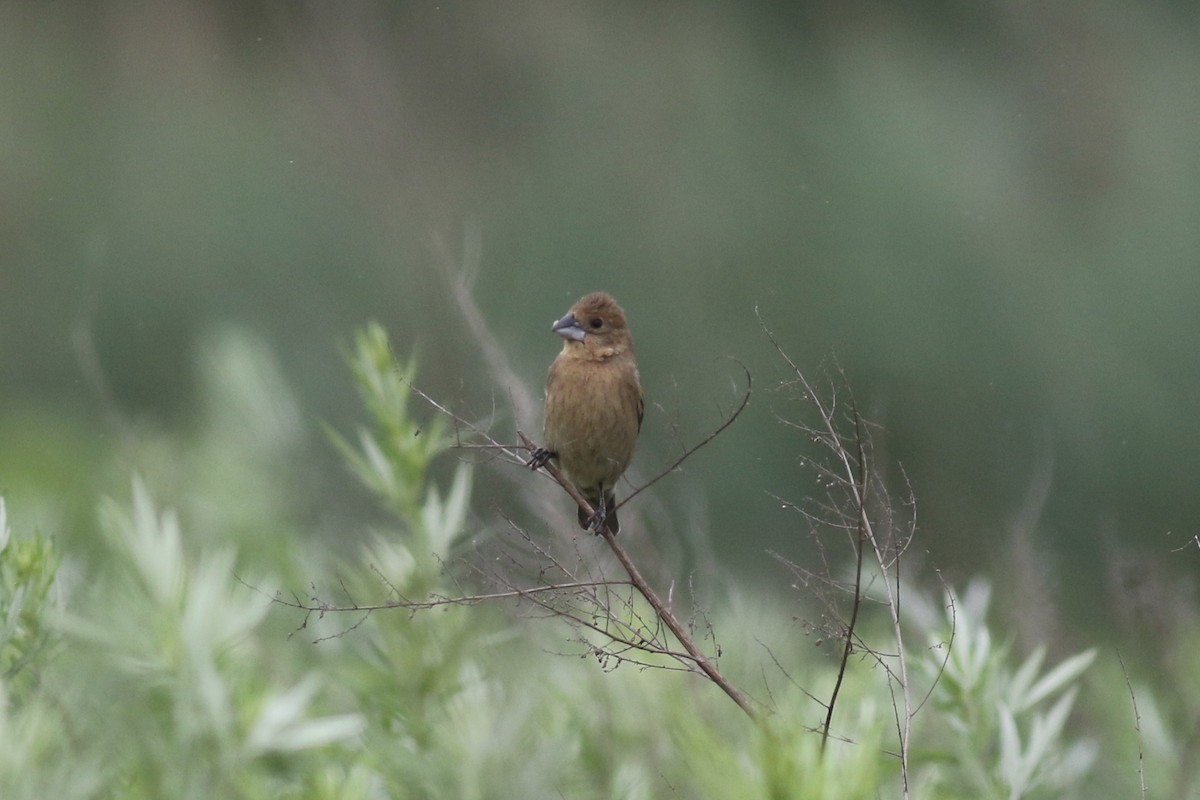 Blue Grosbeak - Milton Collins