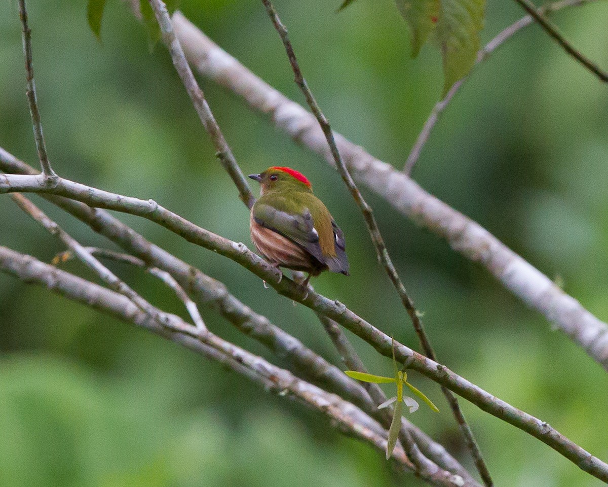 Painted Manakin - ML165168591