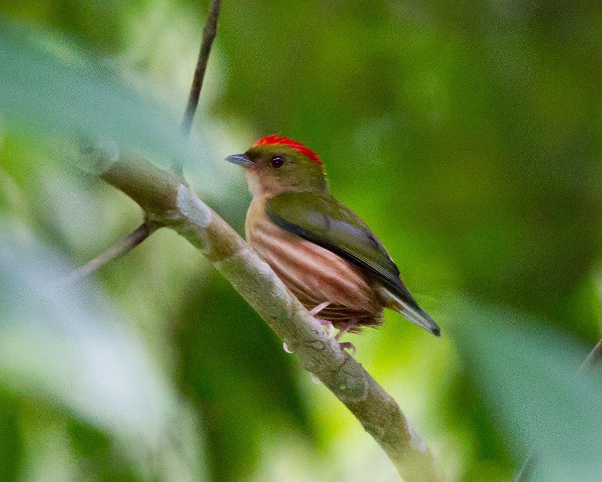 Painted Manakin - Kevin Berkoff