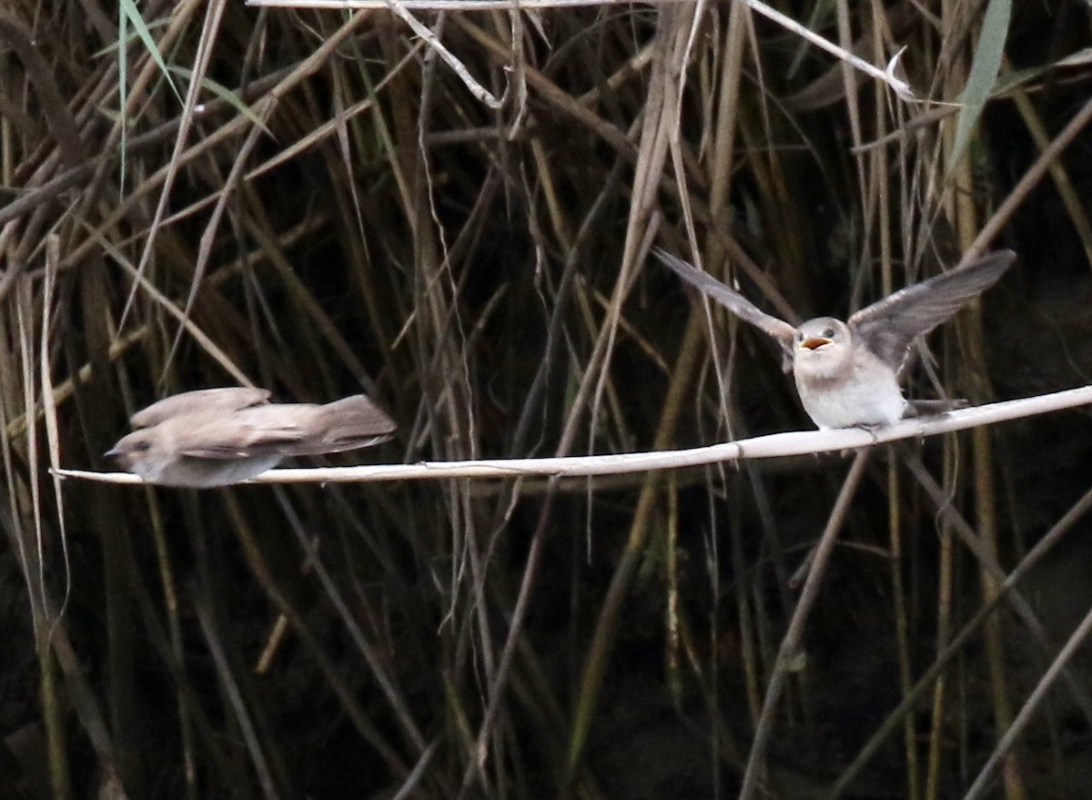 Northern Rough-winged Swallow - ML165170321