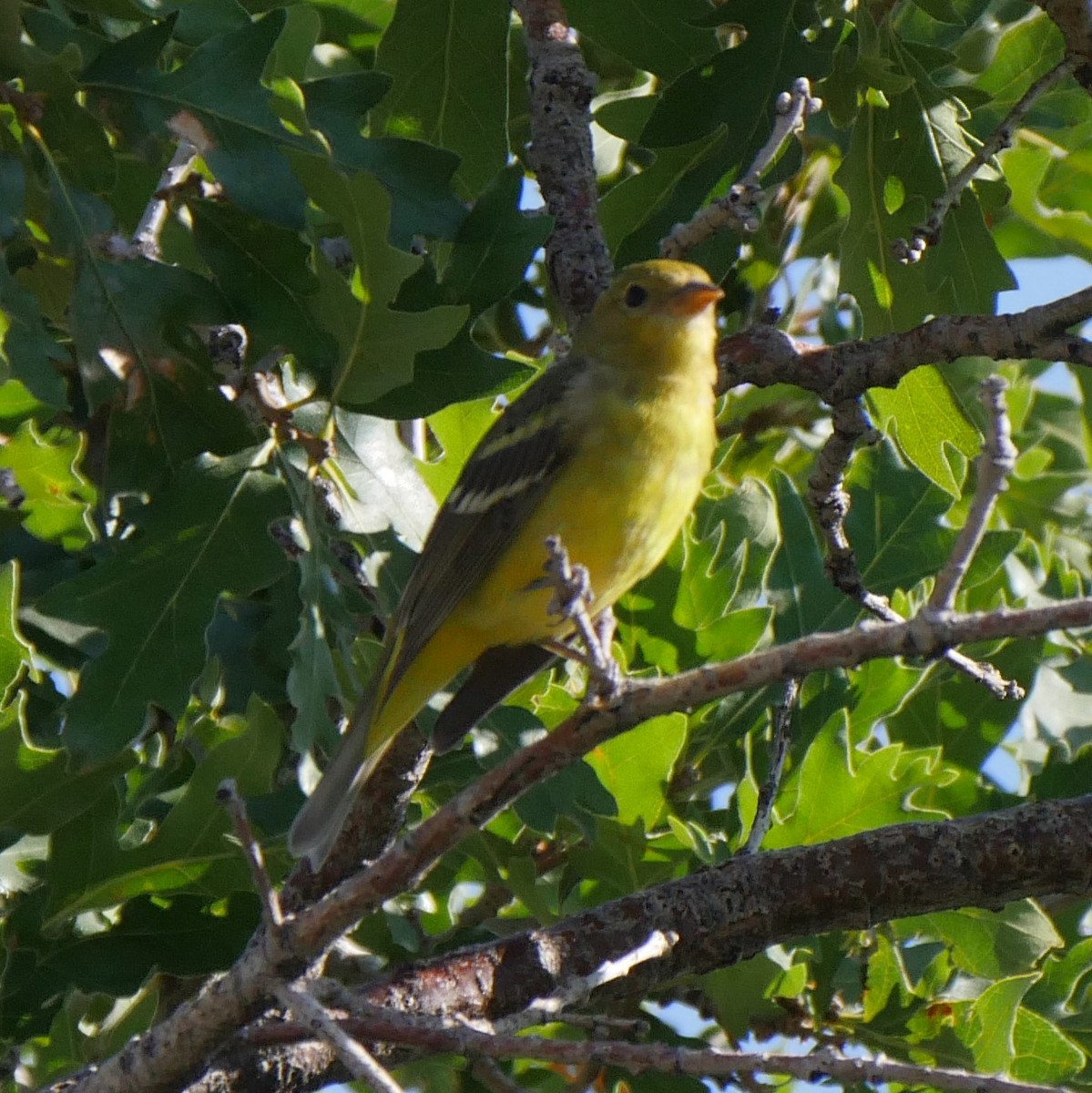 Western Tanager - ML165172271