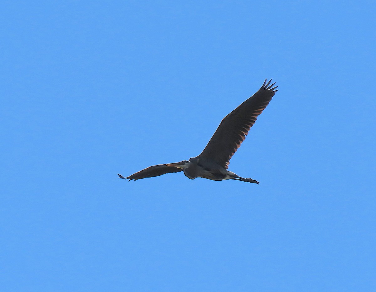 Great Blue Heron - ML165172791