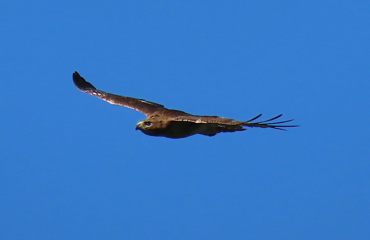 Red-shouldered Hawk - ML165172871