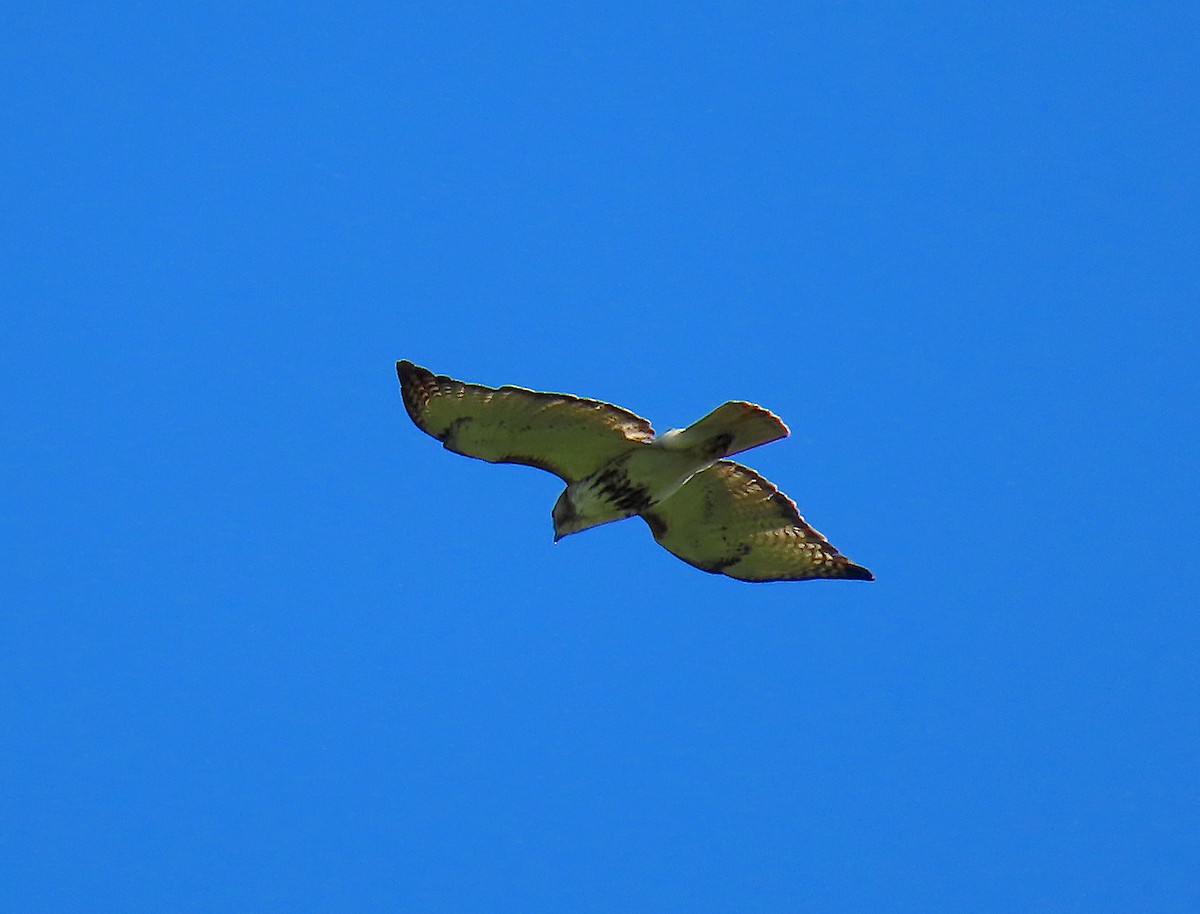 Red-tailed Hawk - ML165172921