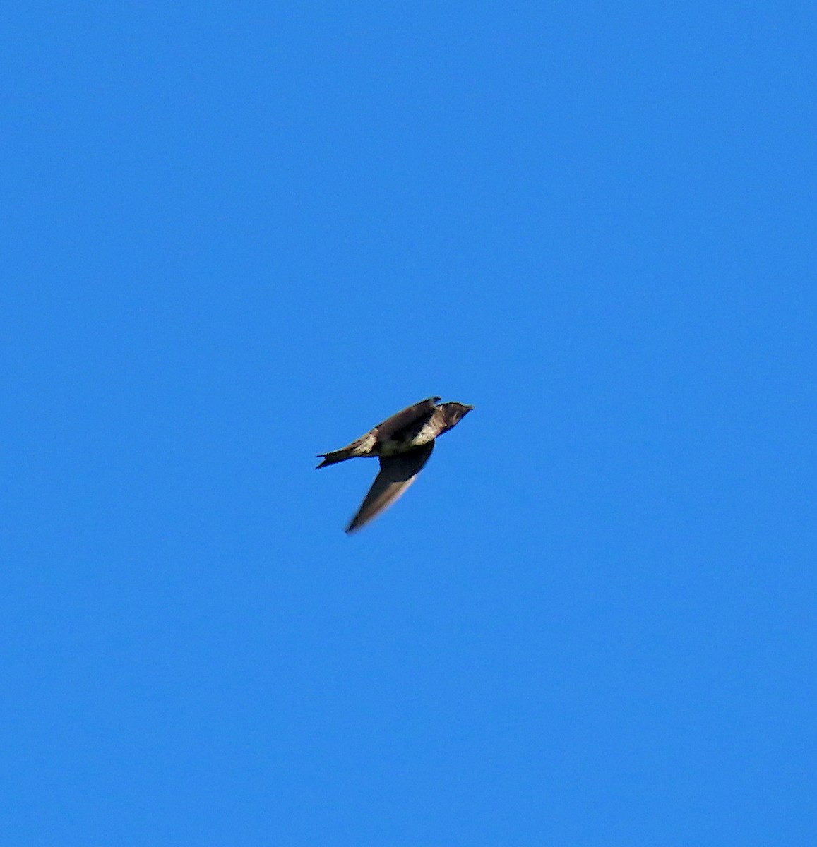 Purple Martin - ML165172951