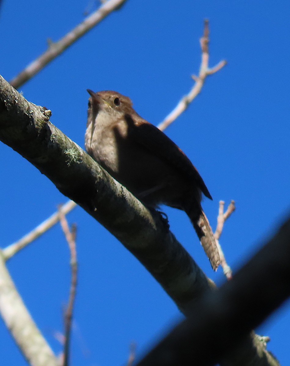 Northern House Wren - ML165173051