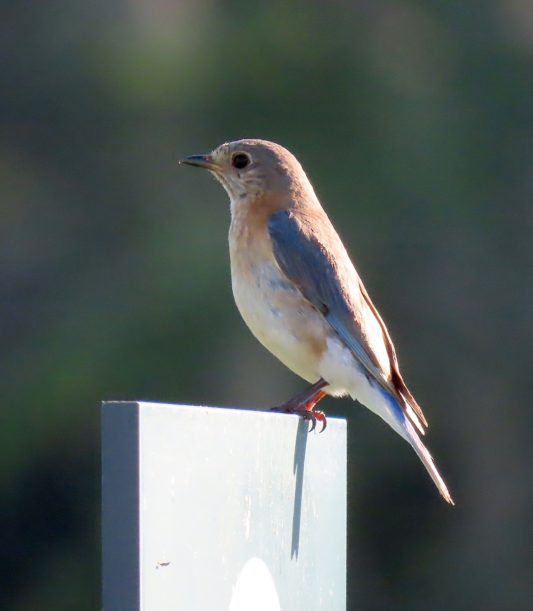 Eastern Bluebird - ML165173101