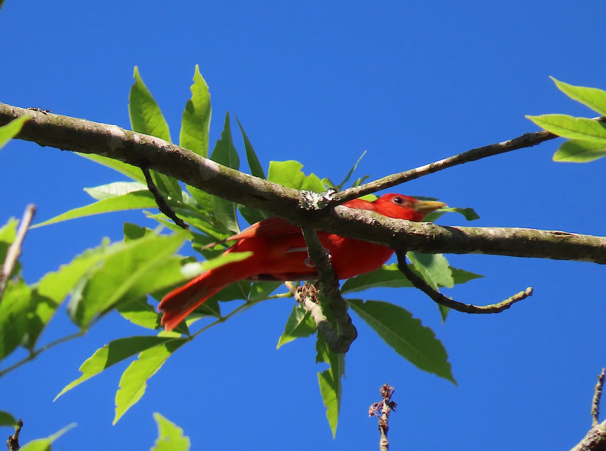 Summer Tanager - ML165173711