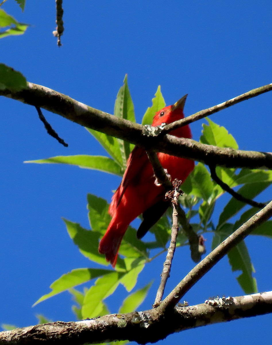 Summer Tanager - ML165173731