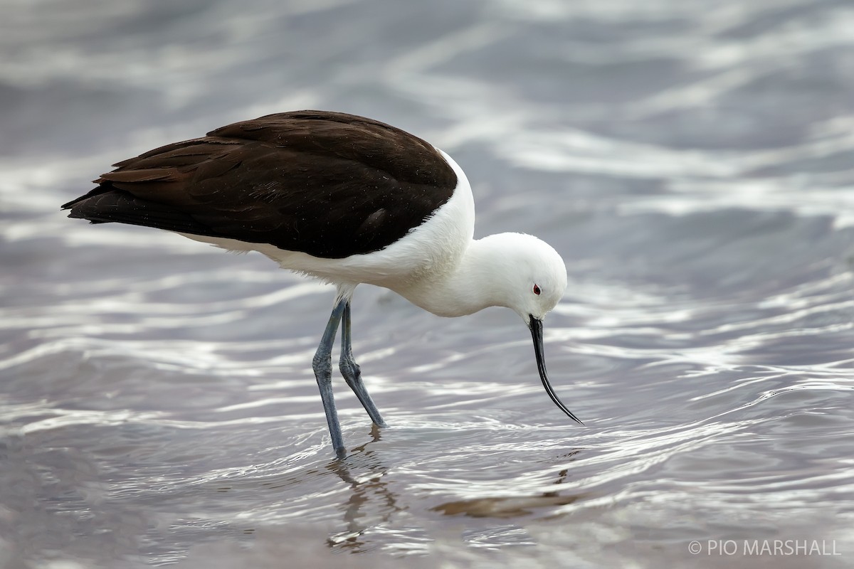 Andean Avocet - ML165173911