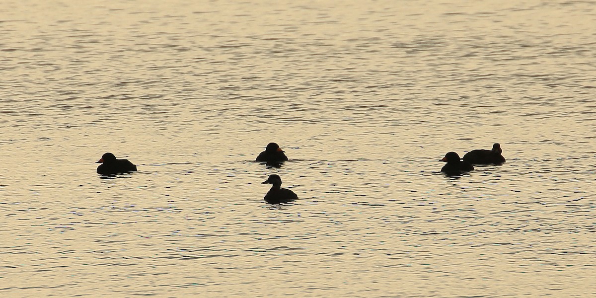 Black Scoter - ML165174011