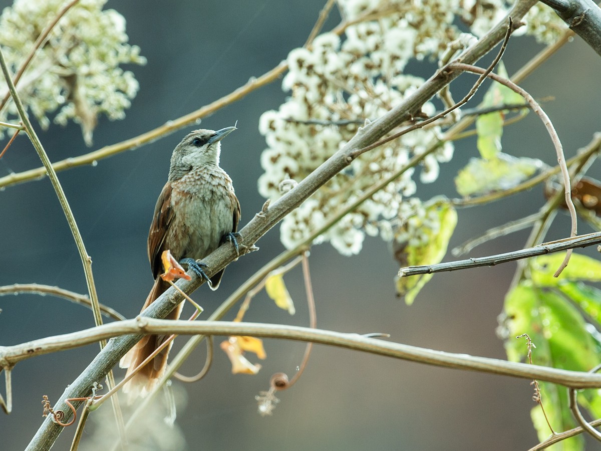 Chestnut-backed Thornbird - Nick Athanas