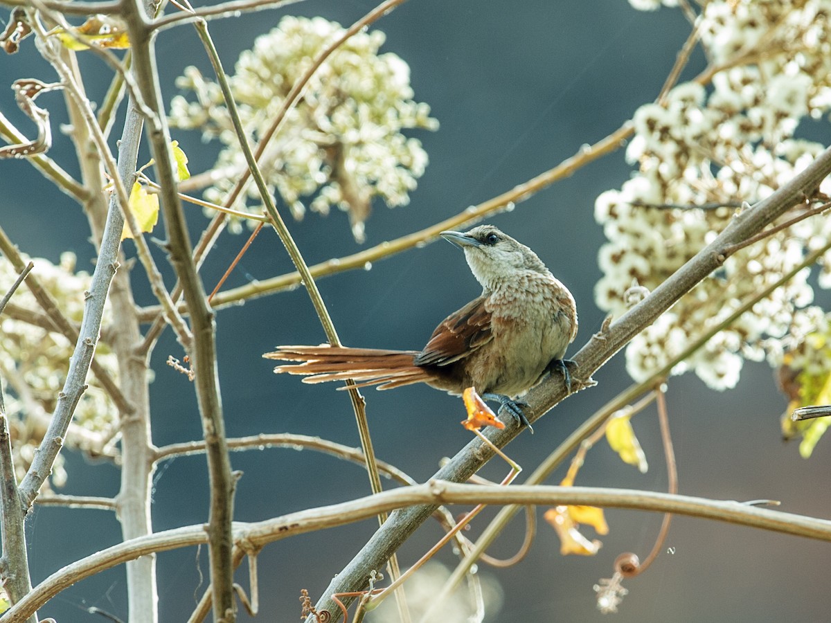 Chestnut-backed Thornbird - Nick Athanas