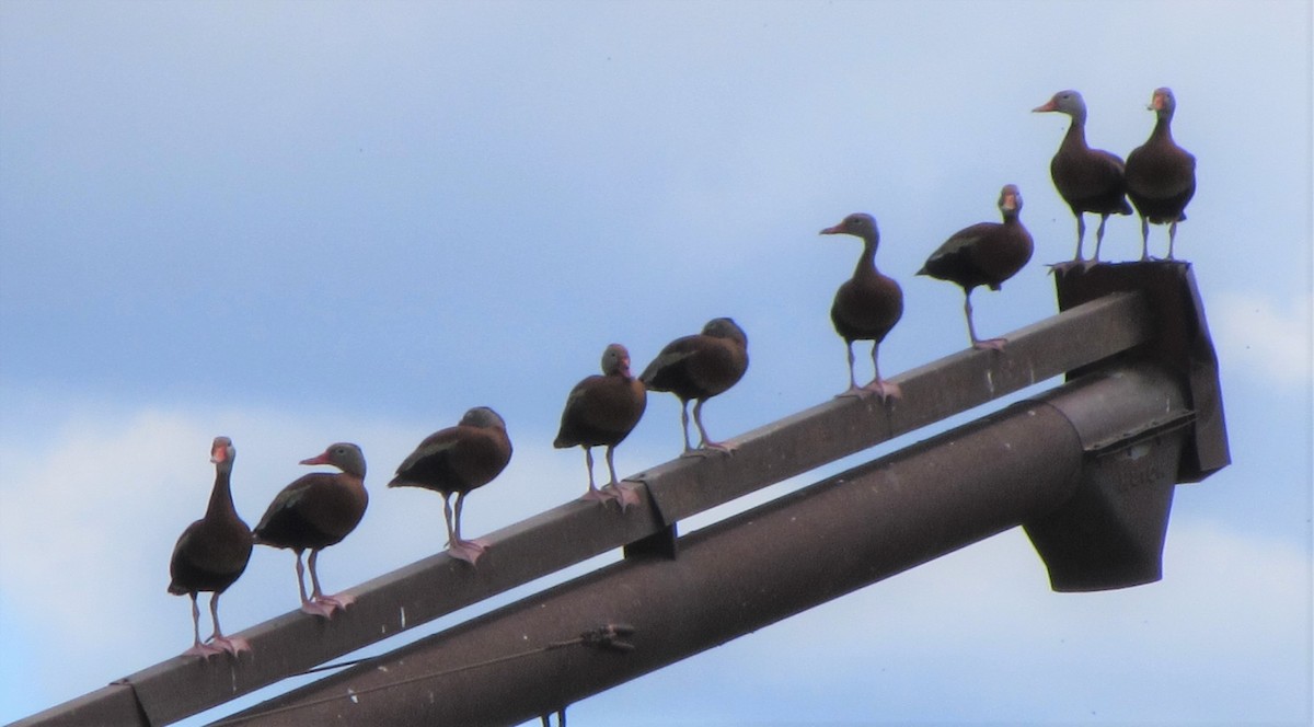 Black-bellied Whistling-Duck - ML165175071