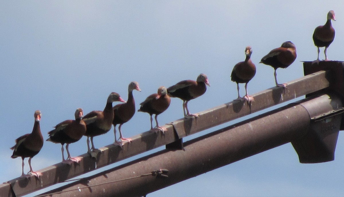 Black-bellied Whistling-Duck - ML165175101