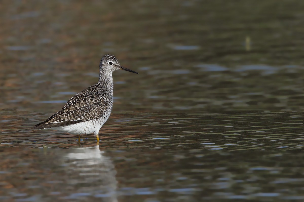 Lesser Yellowlegs - pierre martin