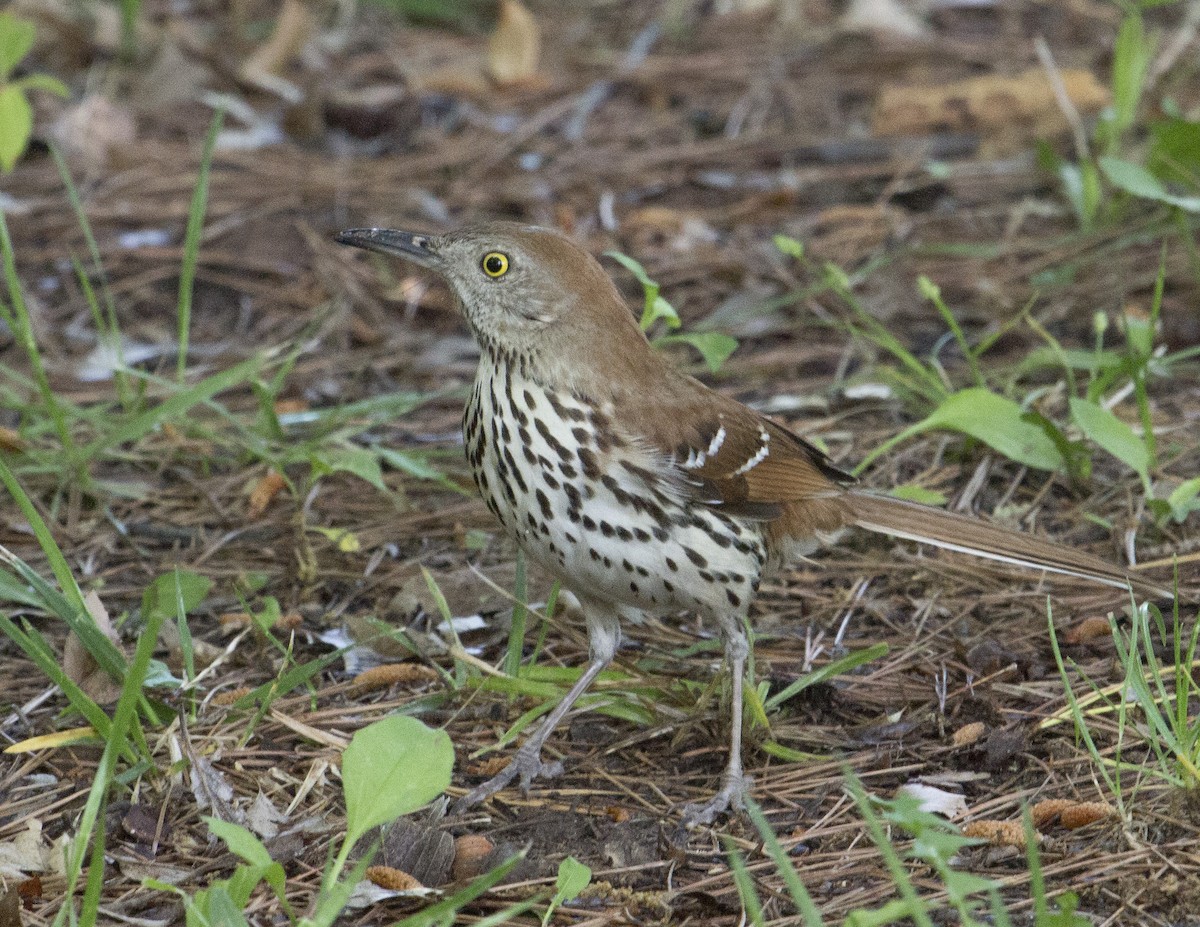 Brown Thrasher - ML165176731