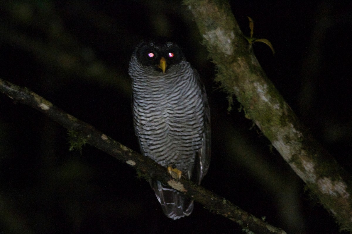 Black-and-white Owl - ML165177061