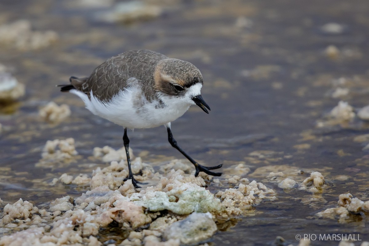 Puna Plover - ML165177371