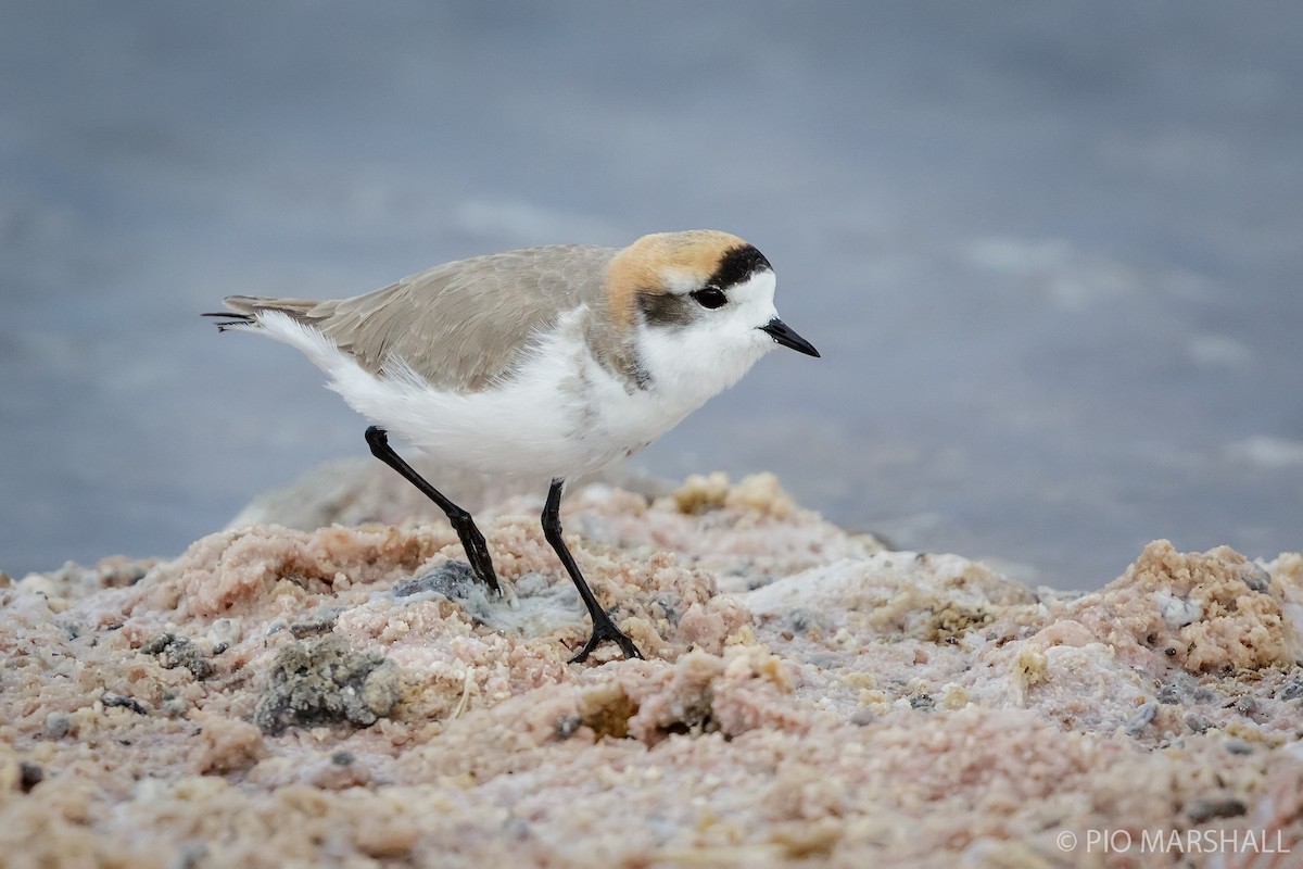 Puna Plover - ML165177421