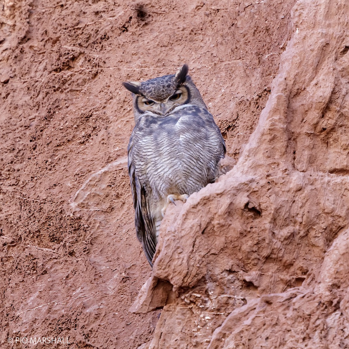 Lesser Horned Owl - ML165180881