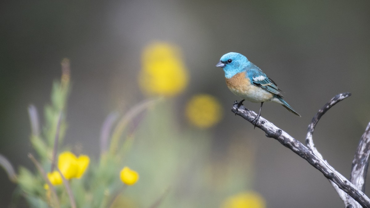 Lazuli Bunting - ML165181651