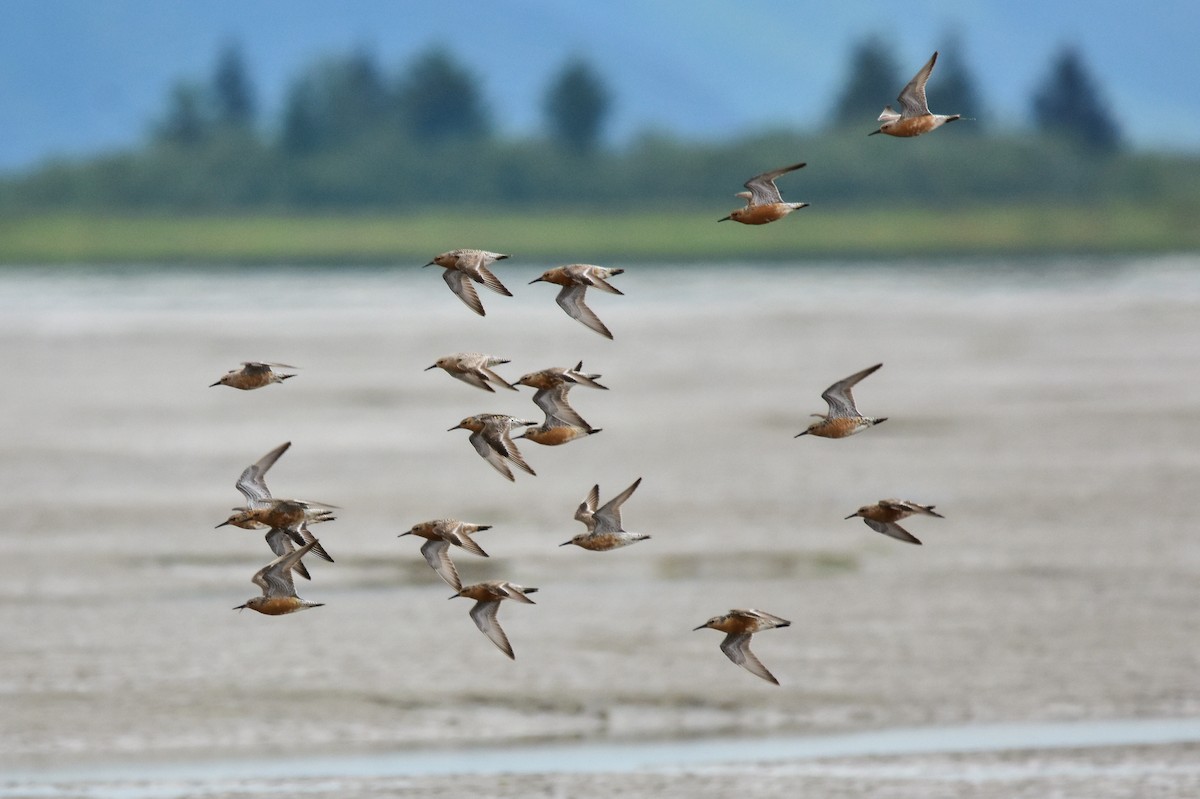 Red Knot - ML165181971