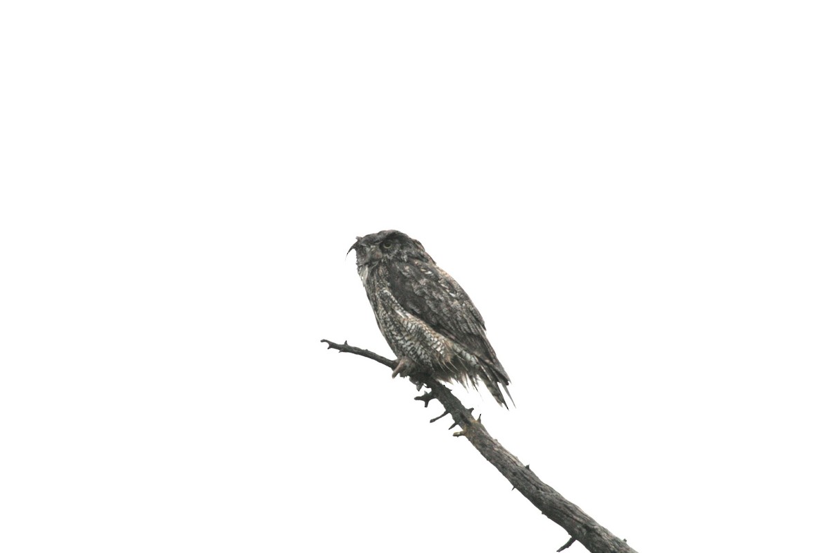 Great Horned Owl - ML165182011