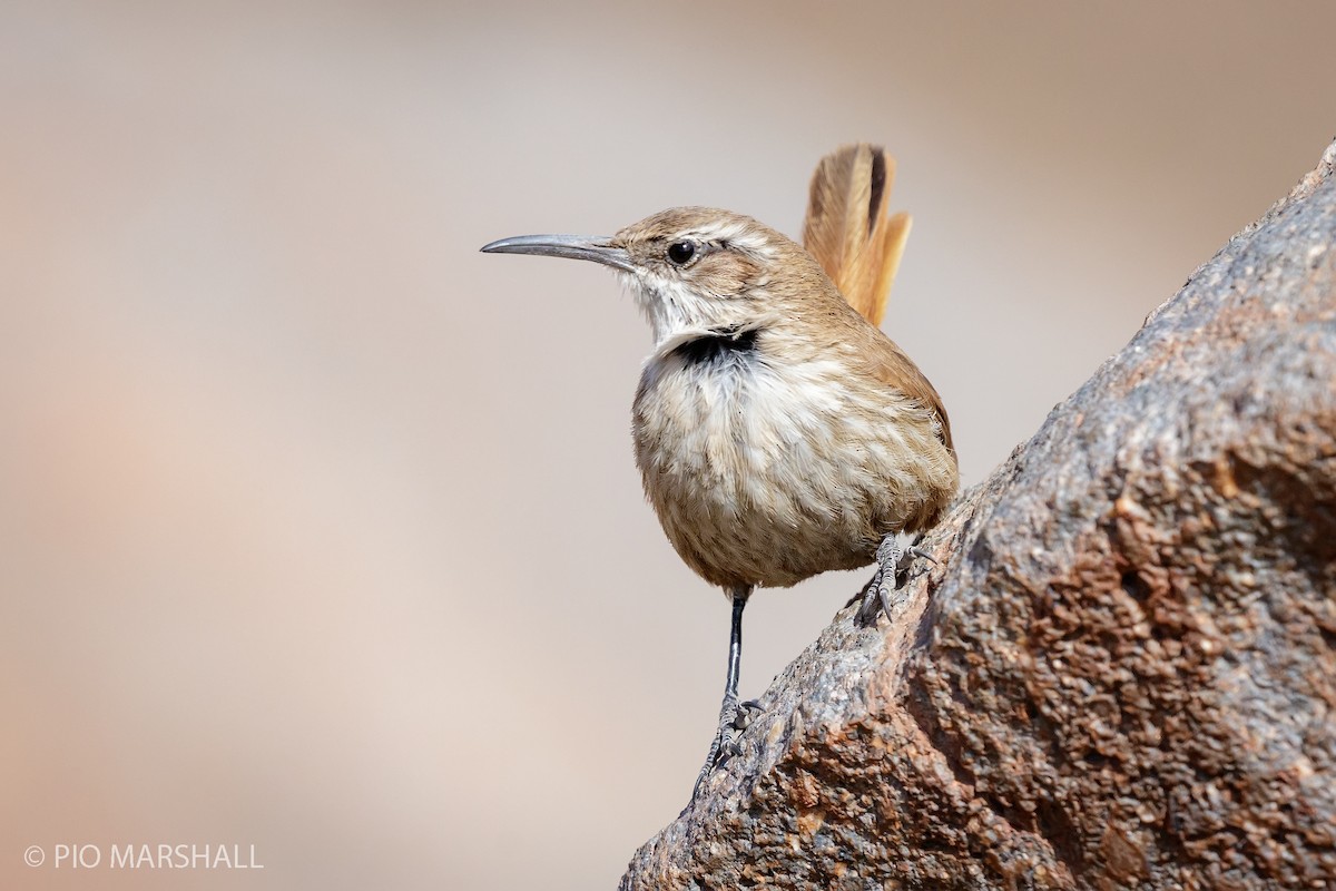 Straight-billed Earthcreeper - Pio Marshall