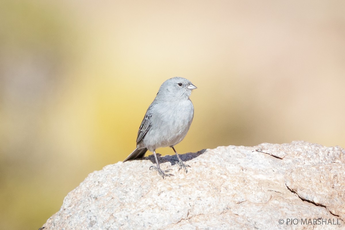 Plumbeous Sierra Finch - ML165184521