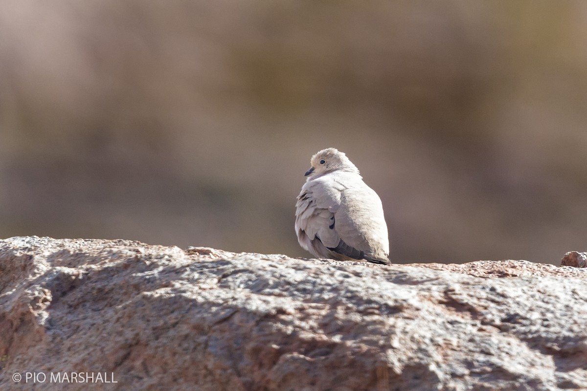 Golden-spotted Ground Dove - ML165184621