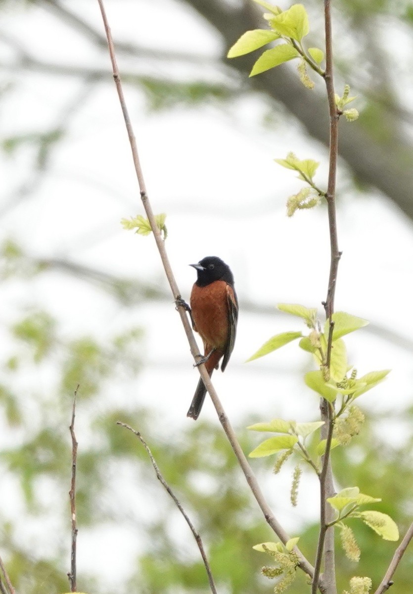 Orchard Oriole - ML165185931