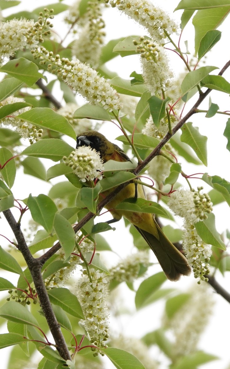 Orchard Oriole - ML165186021