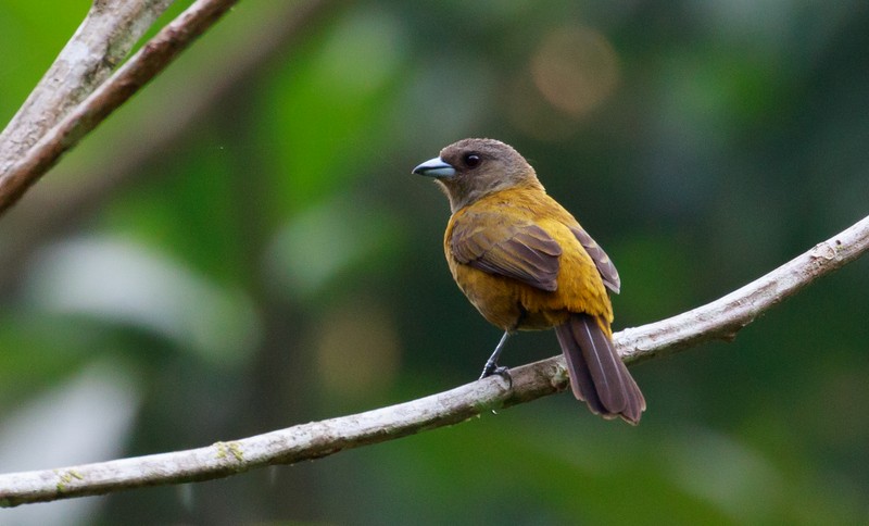 Scarlet-rumped Tanager - ML165186041