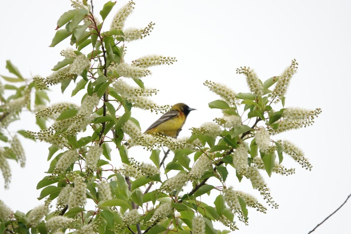 Orchard Oriole - ML165186081