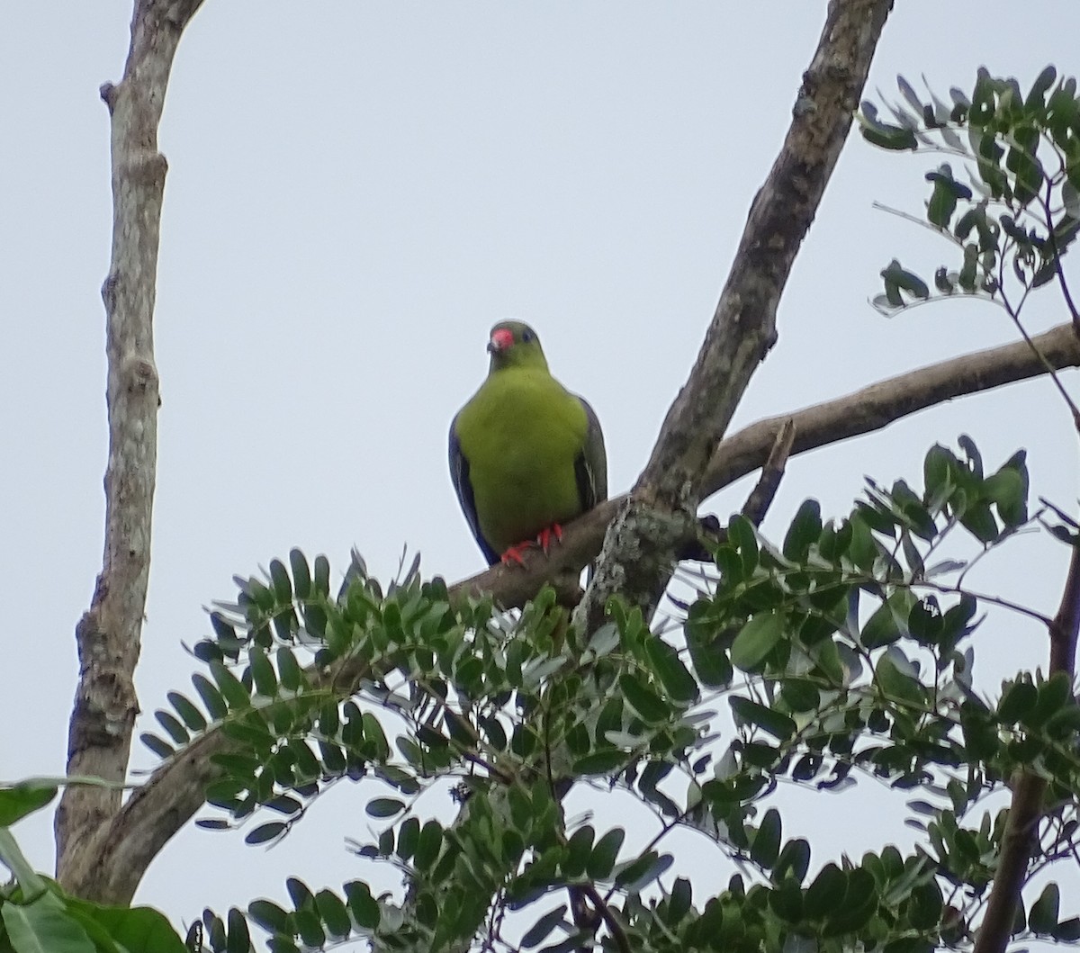 African Green-Pigeon - ML165186331