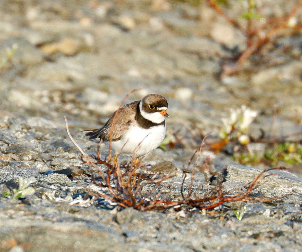 Semipalmated Plover - Susan Mac