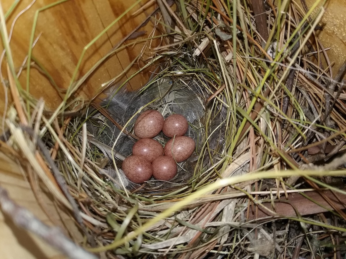 Northern House Wren (Northern) - Joe Papp