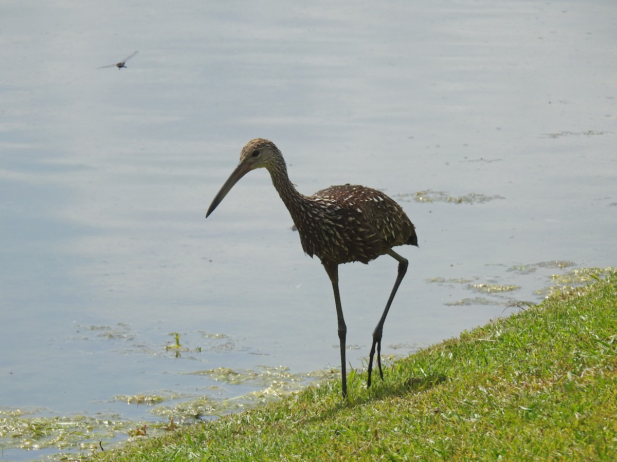 Limpkin - Lucy Jacobson